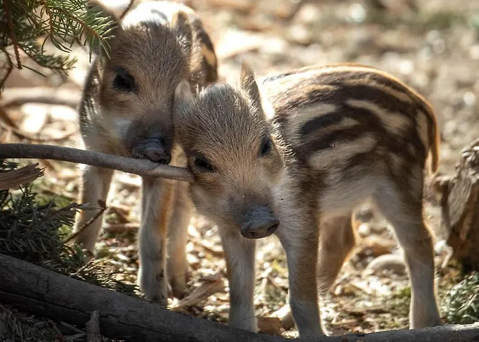 Riverine - Ideal Up To 4 Or 6 *